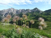 83  Pulsatilla alpina sulfurea (Pulsatilla sulphurea) per Cavallo-Pegherolo-Secco
